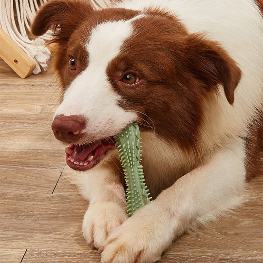 Chewing Dog Toys